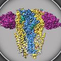 Study reveals structure of crucial receptor in brain development, function