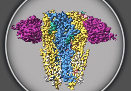 Estudio revela la estructura de un receptor crucial para el desarrollo y la función cerebral