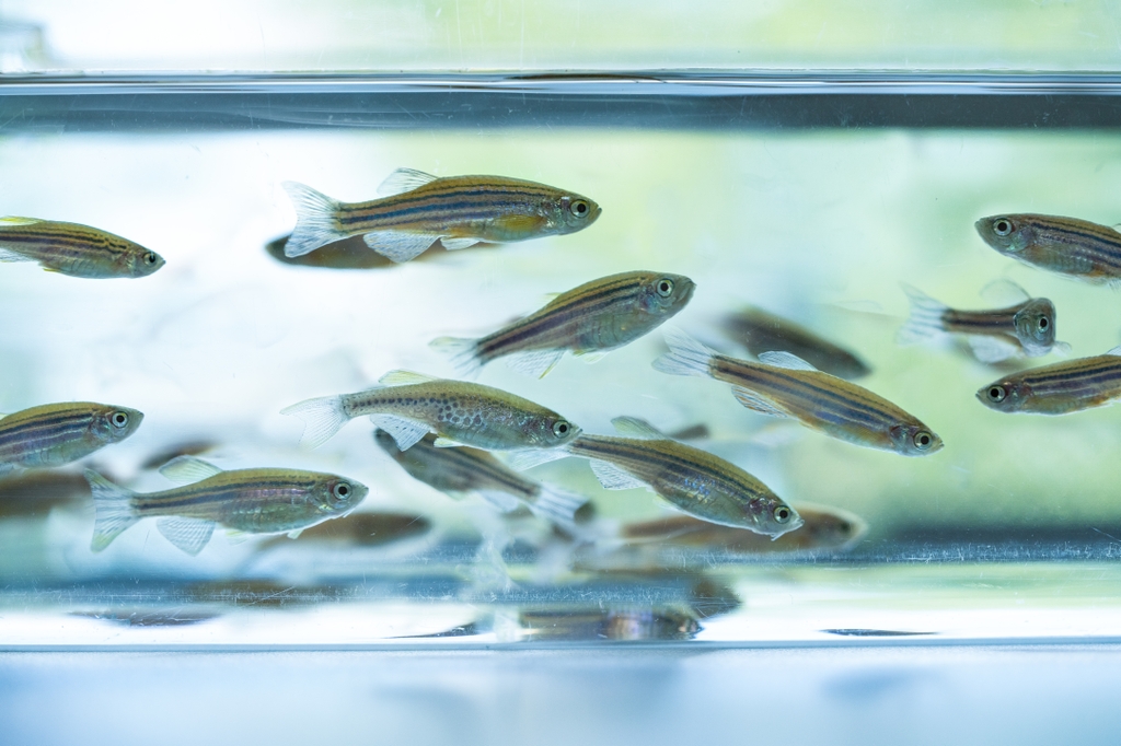 Zebrafish swimming in tank