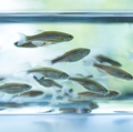 Zebrafish in tank (Getty Images)