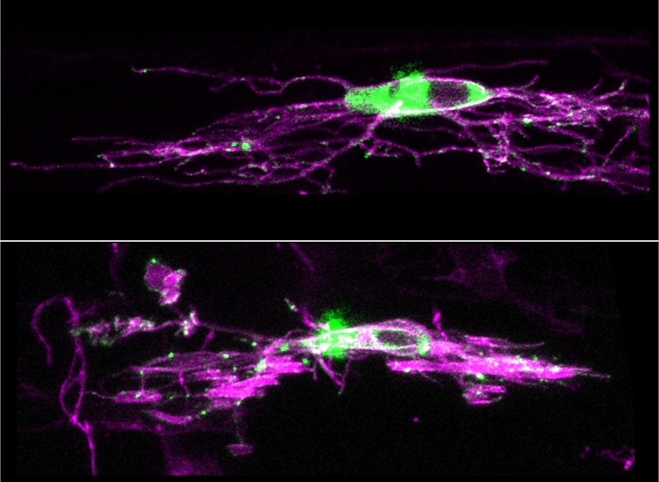 Yapses Synapses |OHSU News