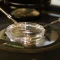 Pioneering research seeking to prevent inherited disease and treat infertility 