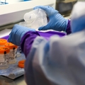 OHSU cumple 15 años de apoyar la investigación sobre el embarazo