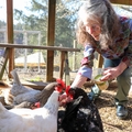 Valerie Clappison con sus gallinas