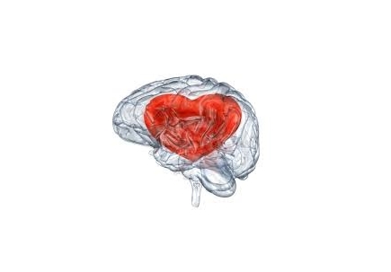 heart brain