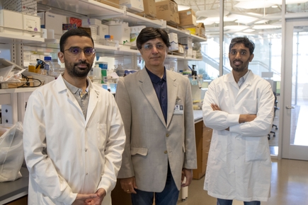 Dhanir Tailor, Ph.D., izquierda, Sanjay Malhotra, Ph.D., y Arpit Dheeraj, Ph.D., juntos en el laboratorio de Malhotra. Los tres se encuentran entre los desarrolladores del primer fármaco dirigido a YB-1, un importante punto de señalización en muchos tipos de cáncer diferentes. El fármaco ha demostrado una poderosa actividad antitumoral en modelos animales de varios tipos de tumores diferentes. (OHSU/Christine Torres Hicks)