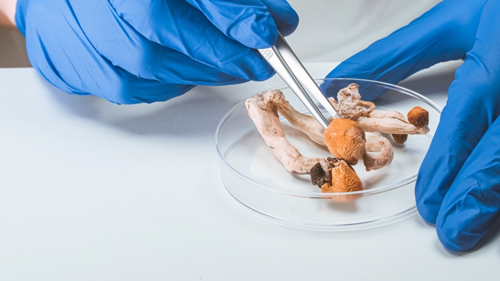 A gloved hand uses a tool to pick up psilocybin mushrooms in a petri dish in a lab setting. A new study establishes a series of practices gleaned from experienced psilocybin facilitators to ensure the safety and effectiveness of psilocybin services offered to the general public. (Getty Images)