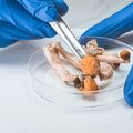 New study sets out core measures for supervised psilocybin best practices