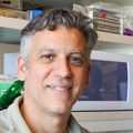 Steven Mansoor, Md., PhD. lab