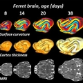 Ferret brain age research