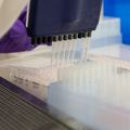OHSU researchers identify gene that could be key to future HIV vaccine