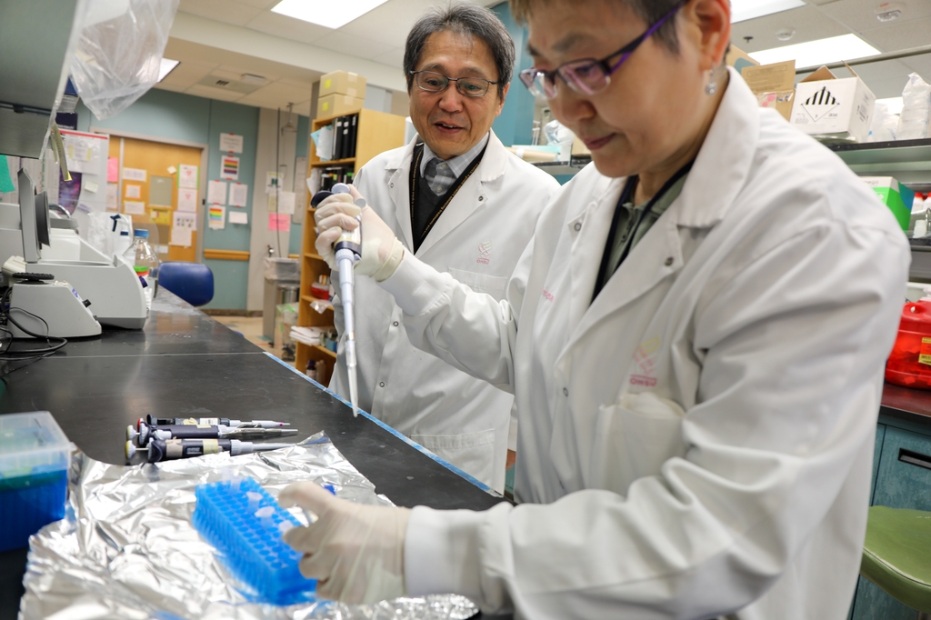 Nakai y un trabajador de laboratorio están en batas de laboratorio en el laboratorio. Está observando al trabajador pipetear líquido en un tubo. Hiroyuki Nakai, M.D., Ph.D., trabaja con su equipo en el laboratorio del Departamento de Genética Médica y Molecular de la Facultad de Medicina de OHSU. Nakai y su equipo han identificado formas de mejorar la entrega de genes al riñón, allanando el camino para tratamientos más eficaces. (OHSU/Christine Torres Hicks)