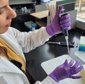 Un nuevo estudio identifica cómo las disfunción de vasos sanguíneos puede empeorar enfermedades crónicas