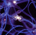 Tracking gene expression