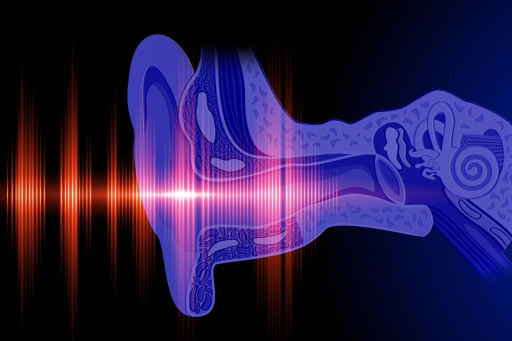 Una nueva investigación revela los patrones de expresión genética en neuronas individuales que permiten que el cerebro procese el sonido. (Getty Images)