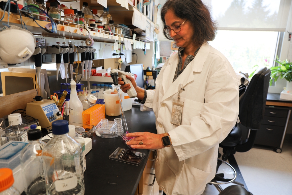In a new study, OHSU researchers in the Alireza Karimi lab, including Mini Aga, Ph.D., found that changes in the way the cells in the eye’s drainage system respond to physical forces could be connected to the higher eye pressure seen in patients with glaucoma. (OHSU/Christine Torres Hicks) Image is of a person working in the lab with a white coat on and pipetting. In a new study, OHSU researchers in the Alireza Karimi lab, including Mini Aga, Ph.D., found that changes in the way the cells in the eye’s drainage system respond to physical forces could be connected to the higher eye pressure seen in patients with glaucoma. (OHSU/Christine Torres Hicks)