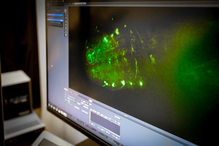 An oft-overlooked cell brain cell could help prevent disease, develop treatments