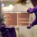 OHSU researchers find breast cancer drug boosts leukemia treatment