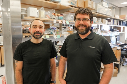 Discovery paves way for immune therapies