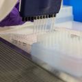 Investigadores de OHSU identifican un gen que podria ser clave para una futura vacuna contra el VIH