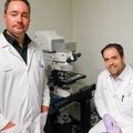 Los investigadores descubren una conexión entre la falta de reparación de la cubierta protectora alrededor de los nervios y el daño neuronal