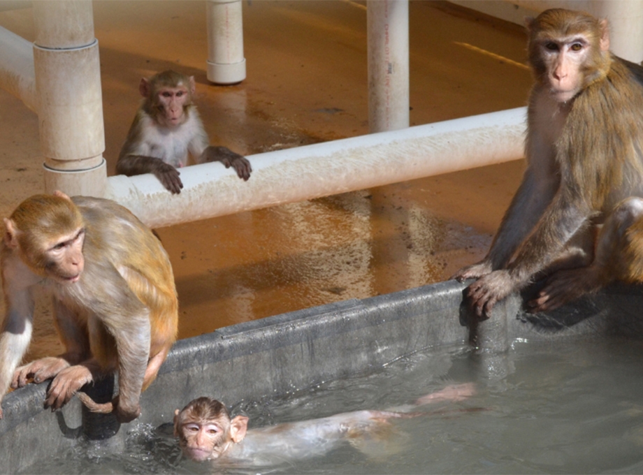 Rhesus macaques taking a dip in the pool. In summer, monkeys have access to pools and water enrichment. (OHSU)