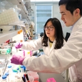 Nueva nanopartícula podría hacer más seguro y eficaz el tratamiento contra el cáncer
