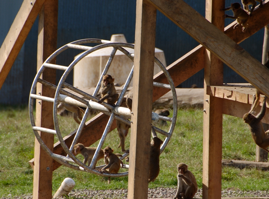 La imagen muestra a varios macacos rhesus jugando en una rueda en un patio con césped. El Oregon National Primate Research Center alberga unos 5,000 primates no humanos y está operado por Oregon Health & Science University. Científicos, profesionales clínicos, trabajadores de primera línea y líderes de OHSU se están pronunciando para defender la investigación del centro por ser esencial para mejorar la salud, aliviar el sufrimiento humano y salvar vidas. (OHSU)