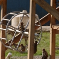 El Oregon National Primate Research Center es esencial para promover la salud humana