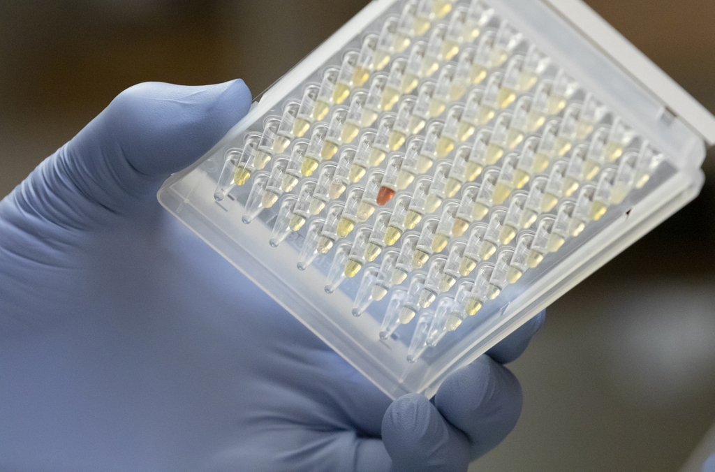 Una nueva investigación de la Oregon Health & Science University con primates no humanos sugiere que el COVID prolongado puede ser más común en personas de lo que actualmente se estima. (OHSU)