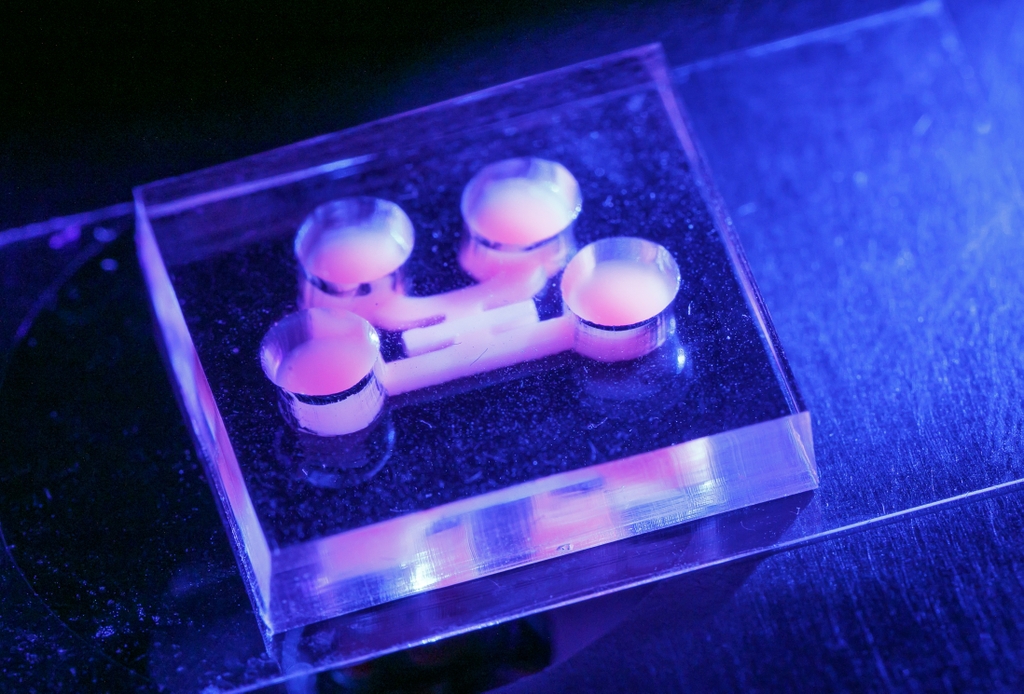 La imagen muestra el modelo de diente en chip en un entorno azul oscuro, con tejidos que brillan en rosa. Luiz Bertassoni, D.D.S., Ph.D., es el investigador principal de una beca de 3.5 millones de dólares de los NIH para estudiar el cáncer de cabeza y cuello, específicamente el carcinoma oral de células escamosas. En la imagen, un dispositivo llamado "diente en chip" permite a los investigadores del laboratorio de Bertassoni observar cómo interactúan los dientes con los materiales de reconstrucción y las bacterias. (OHSU)