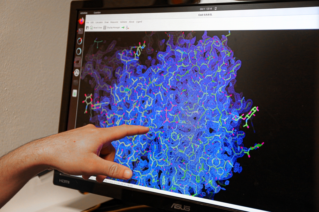 La imagen muestra una pantalla de computadora con puntos azules, morados y verdes agrupados por todas partes. Dos nuevos estudios del laboratorio del Dr. Steven E. Mansoor, Ph.D., revelan el funcionamiento de los diferentes receptores P2X y proporcionan información clave para el desarrollo de fármacos que bloqueen la inflamación. (OHSU/Christine Torres Hicks)