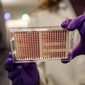 Investigadores de OHSU descubren que un medicamento contra el cáncer de mama potencia el tratamiento para la leucemia