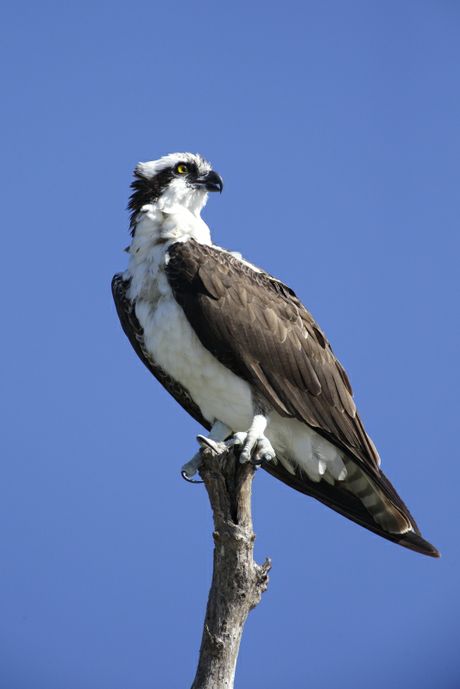 Due to it's proximity to Lake Norman, osprey are commonnly seen at McGuire Nuclear Station.