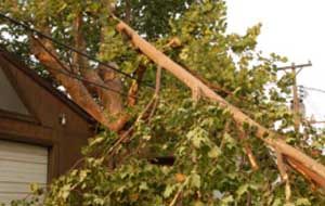 rectangular-pod-tree-damage