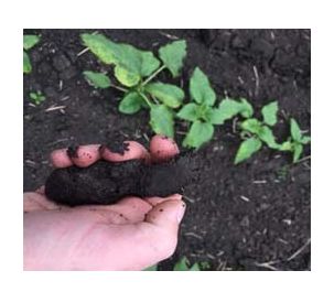 AGCO Announces Quarterly Dividend