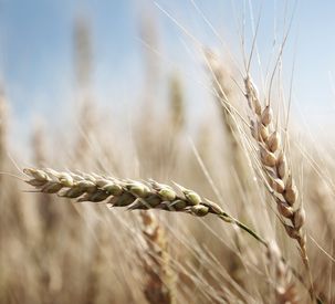 AGCO Reports Third Quarter Results