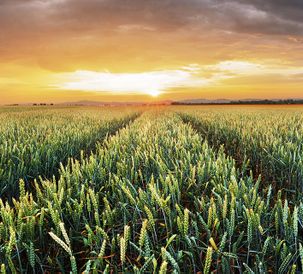 AGCO Reports Second Quarter Results