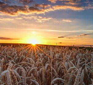 AGCO Coronavirus Response