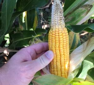 AGCO Crop Tour Harvest Report No. 2: Prioritize Seed Placement