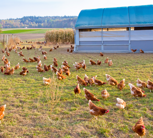   AGCO Agriculture Foundation Presents Second Annual Award and $50,000 Grant to Global Animal Partnership 