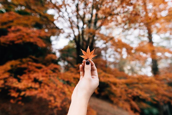 erico-marcelino-235160-unsplash