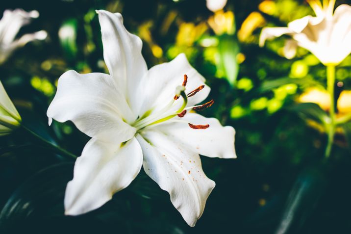 matt-332184-unsplash