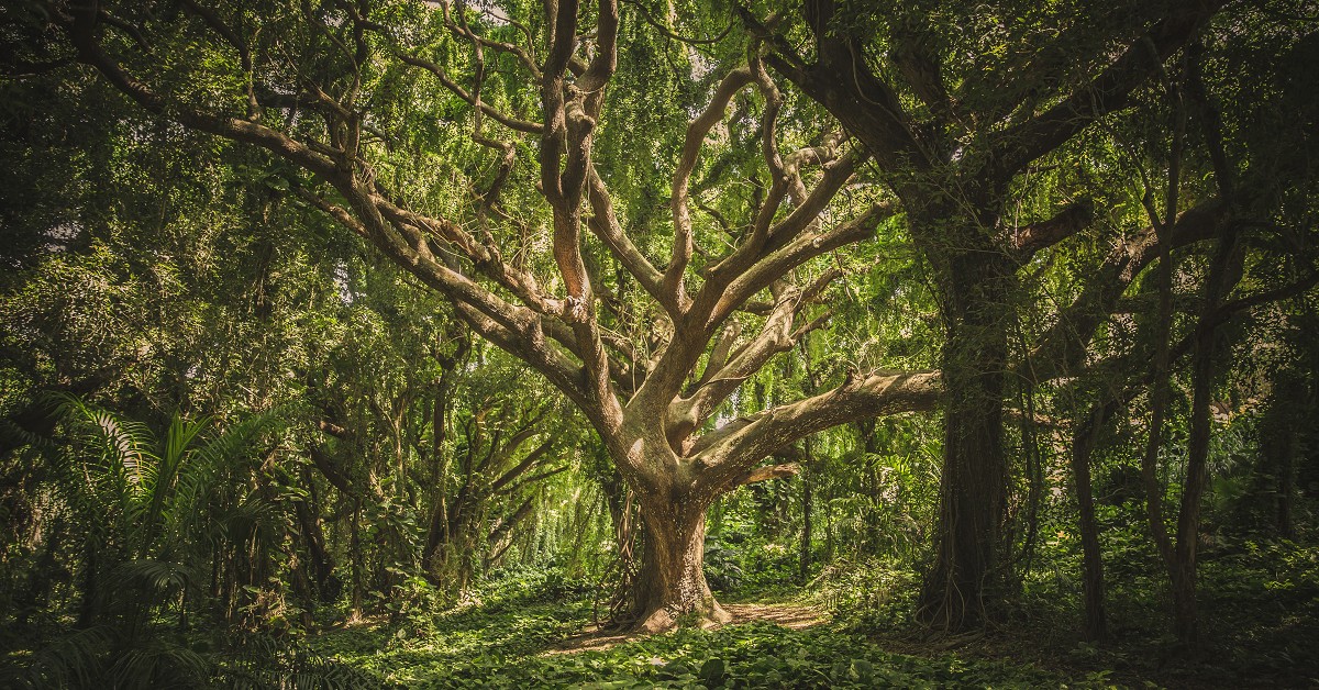 veeterzy-sMQiL_2v4vs-unsplash
