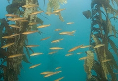 reef