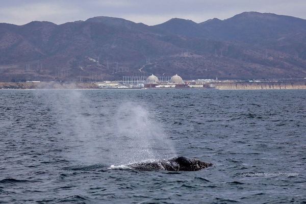 San Onofre Gray Whale edit