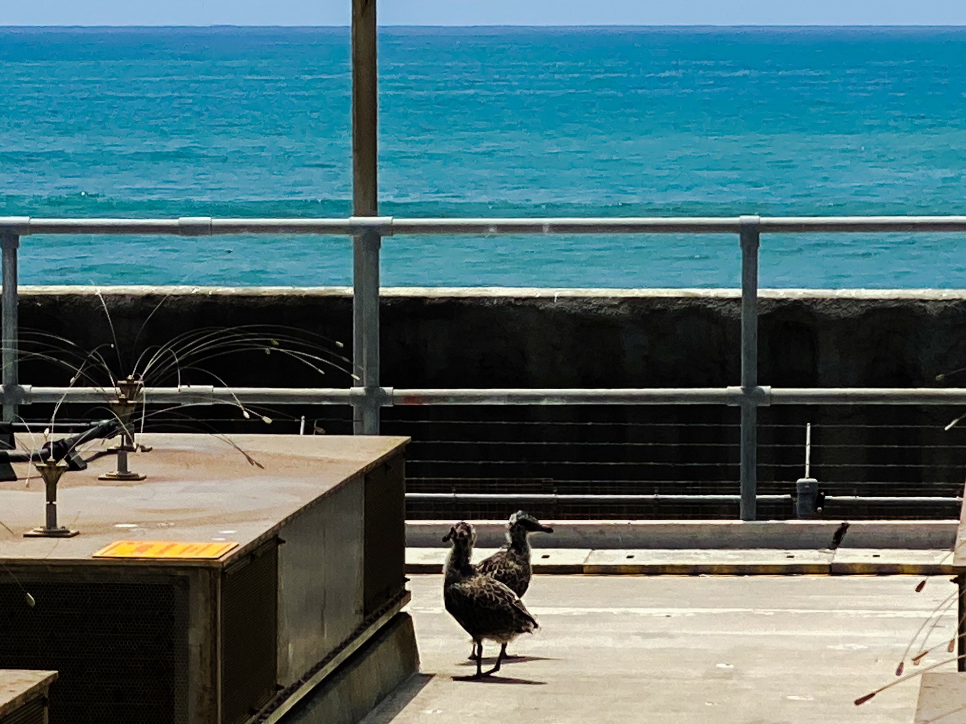 Seagulls 2