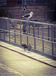 Seagull 1