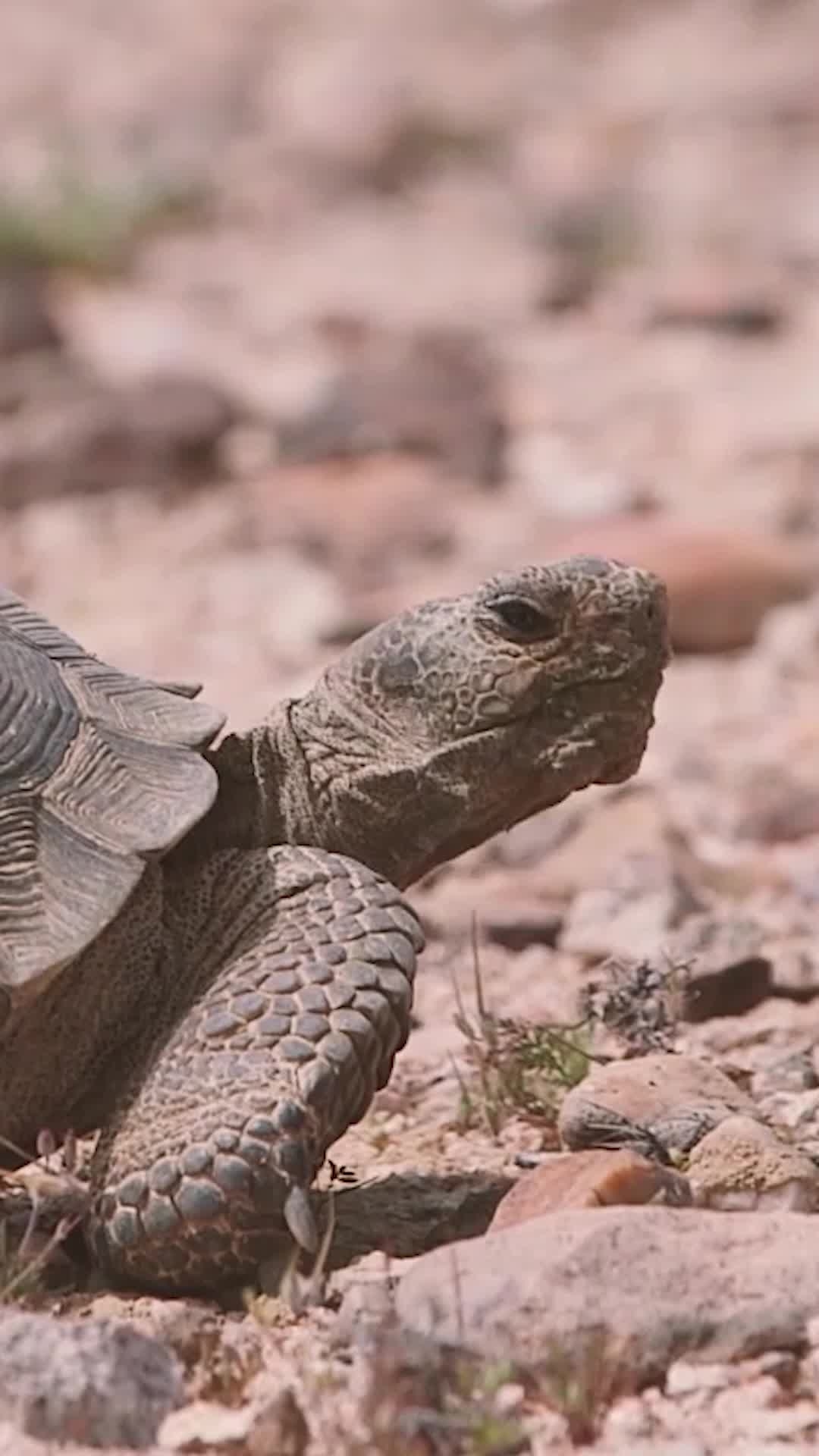 tortoise_portrait_loop