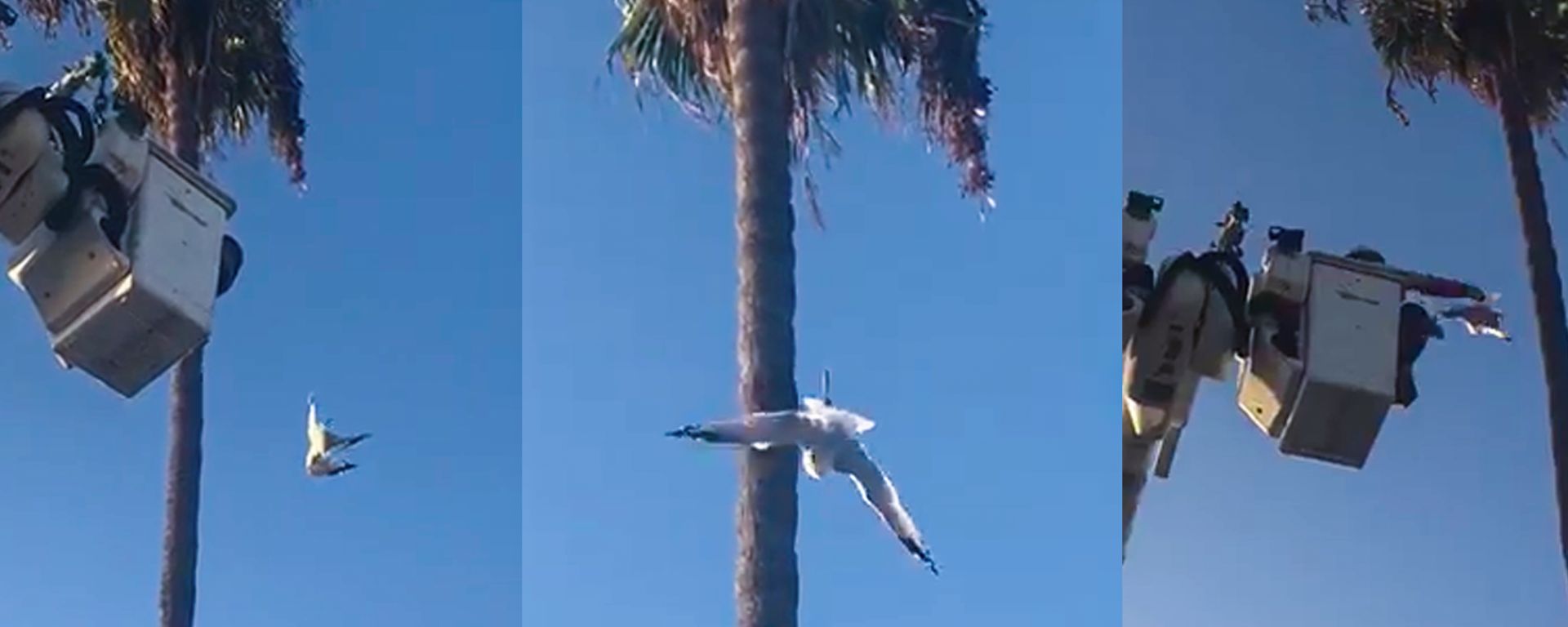 Long Beach SCE Crew Swoops in to Rescue Entangled Seagull | Energized ...
